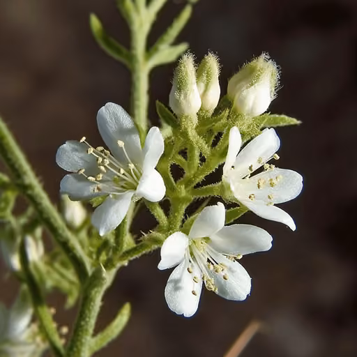 Narrowleaf yerba santa (Eriodictyon angustifolium)