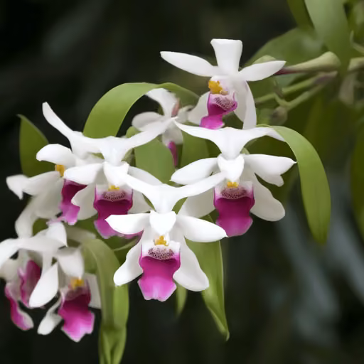 Noble dendrobium (Dendrobium nobile)