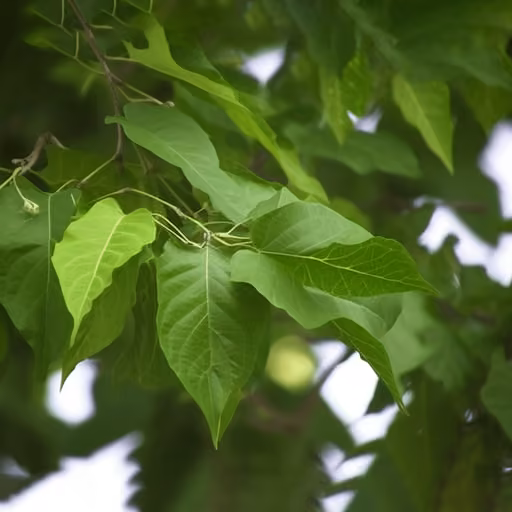 North Indian rosewood (Dalbergia sissoo)