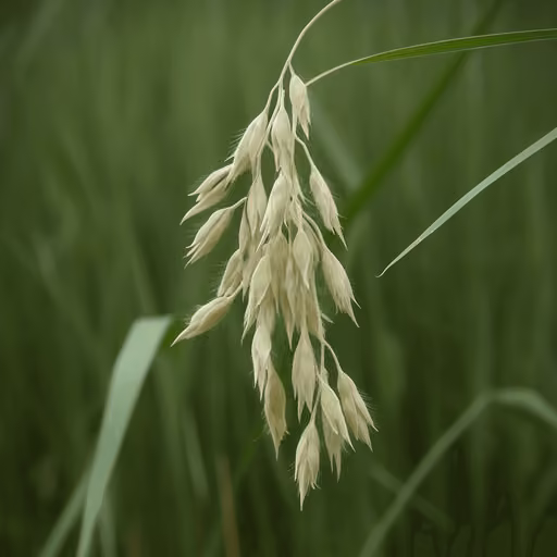 Oat (Avena sativa)