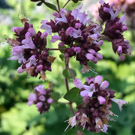 Oregano (Origanum vulgare)