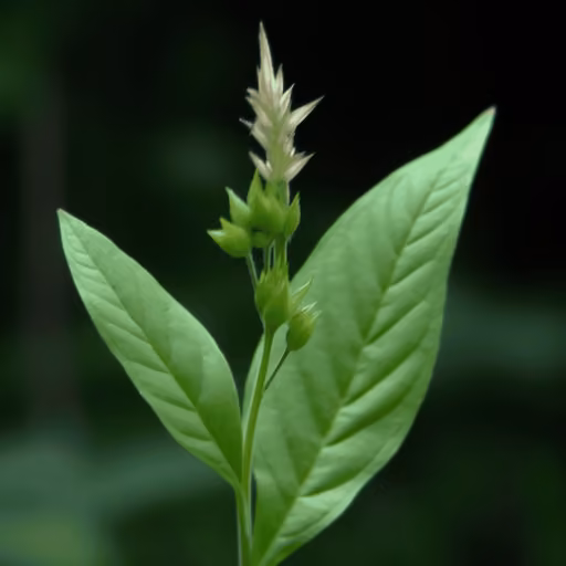 Oriental chaff flower (Achyranthes bidentata)