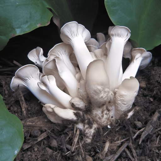 Paddy-straw Mushroom (Volvariella volvacea)