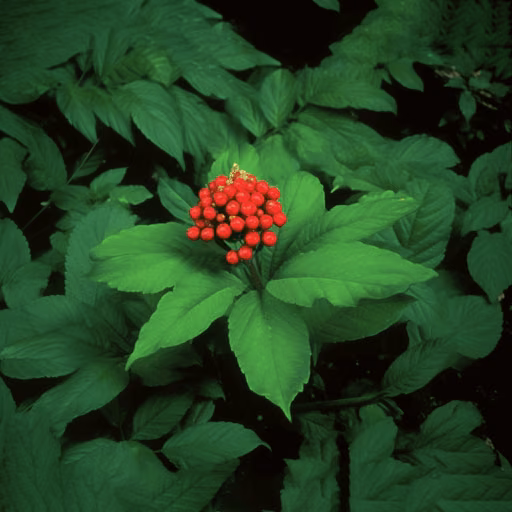 Panax quinquefolius (American ginseng)