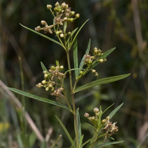 Paniculate swallow-wort