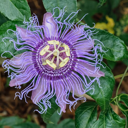 Passiflora incarnata