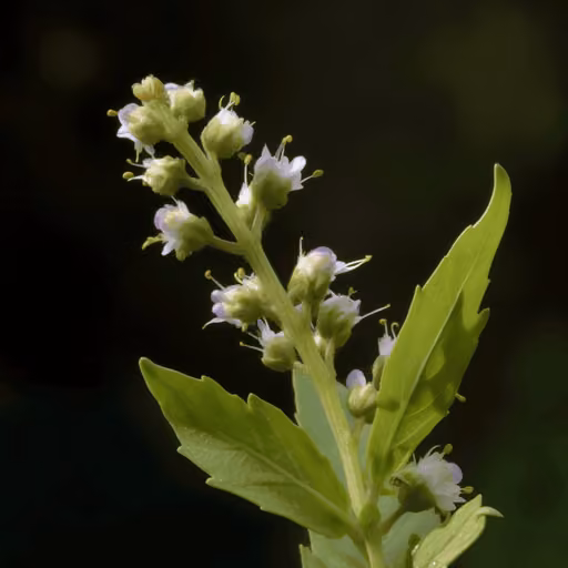Penthorum chinense