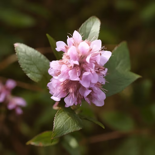 Peppermint (Mentha piperita)