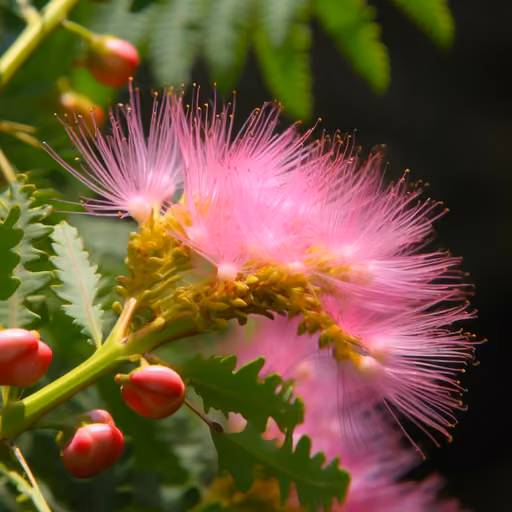 Persian silk tree (Albizia julibrissin)