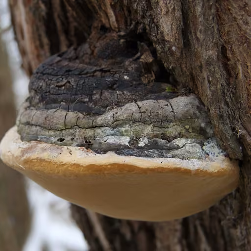 Phellinus linteus (Tropicoporus linteus)