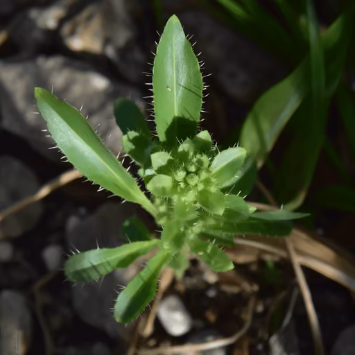 Picrorhiza kurroa