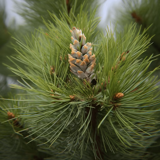 Pine Needle