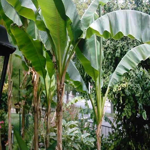 Plantain