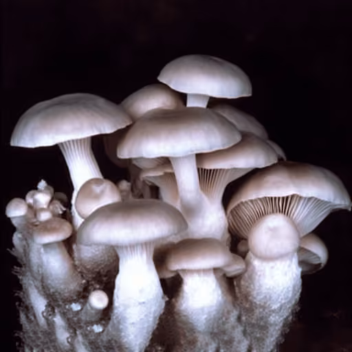 Pleurotus rhodophyllus (Phyllotopsis rhodophylla)