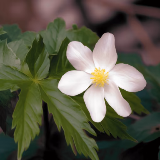 Podophyllum hexandrum (Sinopodophyllum hexandrum)