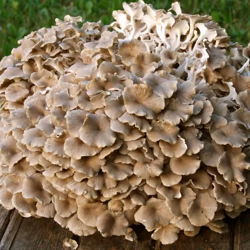 Polyporus umbellatus