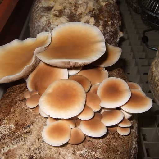 Poplar Mushroom (Agrocybe aegerita)