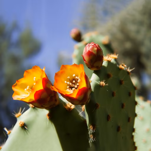 Prickly pear (Opuntia ficus-indica)