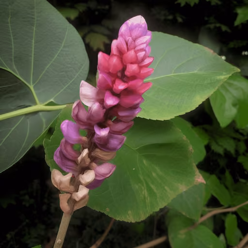 Pueraria thomsonii FLOWER extract (PFE) (Pueraria montana var. thomsonii)