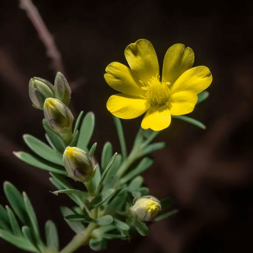 Puncturevine (Tribulus terrestris)