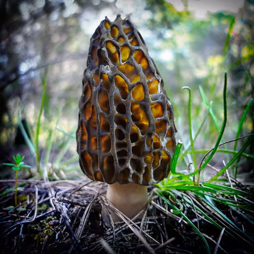 Purple morel (Morchella purpurascens)