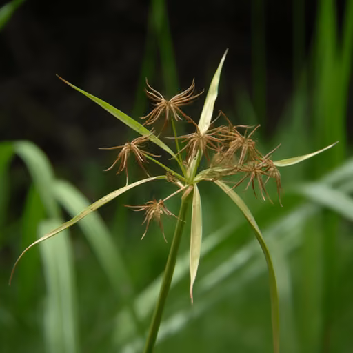 Purple nutsedge (Cyperus rotundus)