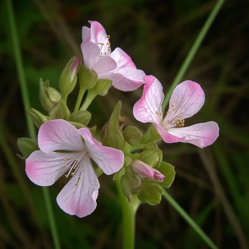 Radish (Raphanus sativus)