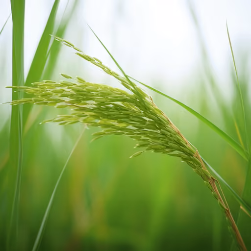 Red rice bran extract (Oryza sativa)