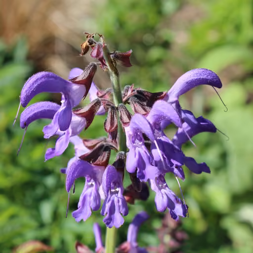 Red sage (Salvia miltiorrhiza)