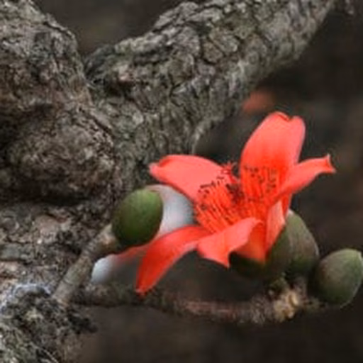 Red silk-cotton tree