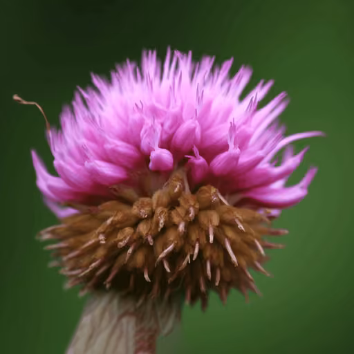 Rhaponticum