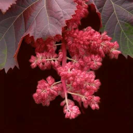 Rheum palmatum (rhein, a hydroxyanthraquinone)