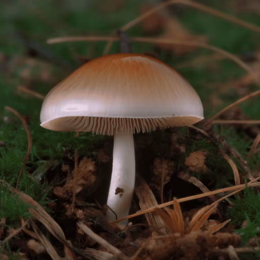 Rooting Shank (Oudemansiella radicata)