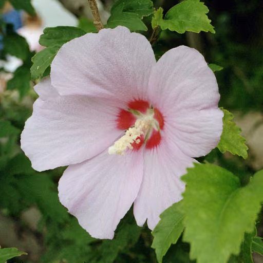 Rose of Sharon (Hibiscus syriacus)