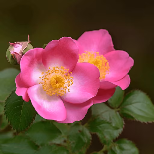 Rosehip (Rosa canina)
