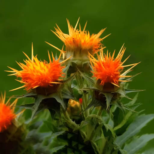 Safflower (Carthamus tinctorius)