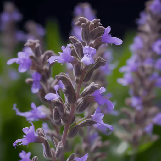 Sage (Salvia officinalis)