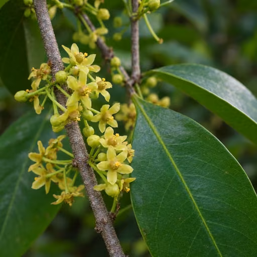 Salacia reticulata