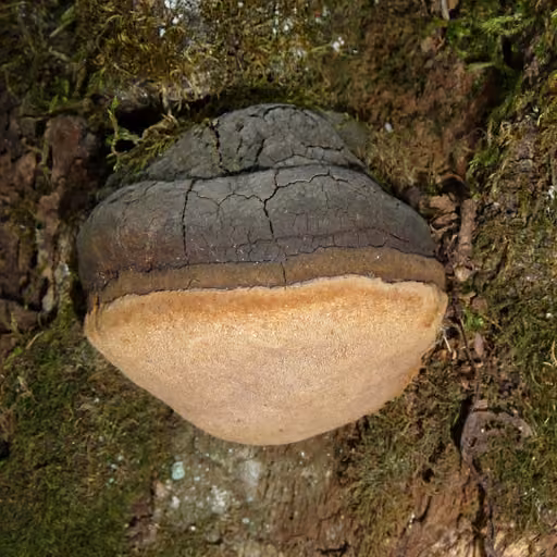Sanghuang (Igniarius) (Phellinus igniarius)