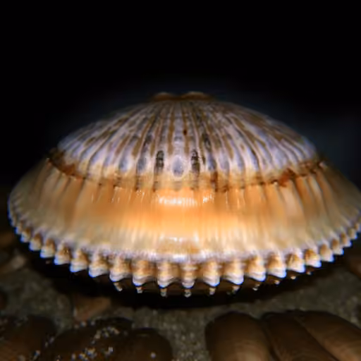 Scallop polypeptide