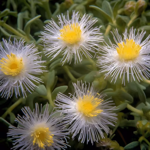 Sceletium (Kanna) (Sceletium tortuosum)