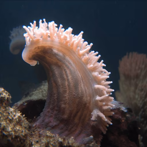 Sea Cucumber (Cucumaria frondos) (Cucumaria frondosa)