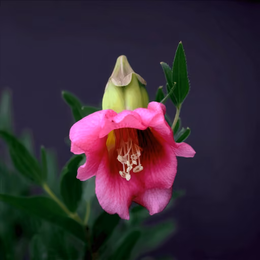 Sesame (Sesamum indicum)