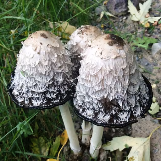 Shaggy Ink Cap (Coprinus comatus)