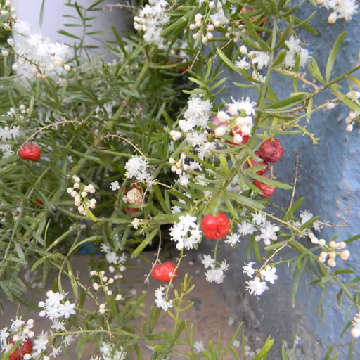 Shatavari (Asparagus racemosus)
