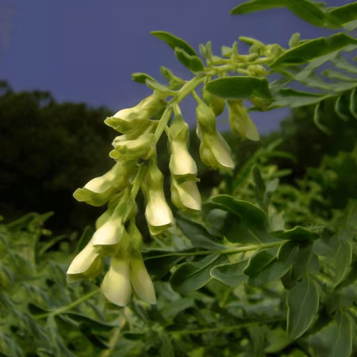 Shrubby sophora (Sophora flavescens)