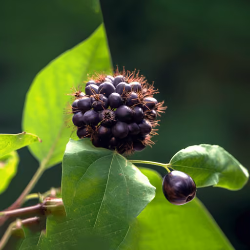 Siberian ginseng (Eleutherococcus senticosus)