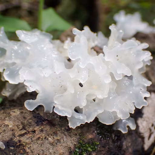 Snow fungus (Tremella fuciformis)