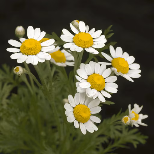 Spanish pellitory (Anacyclus pyrethrum)