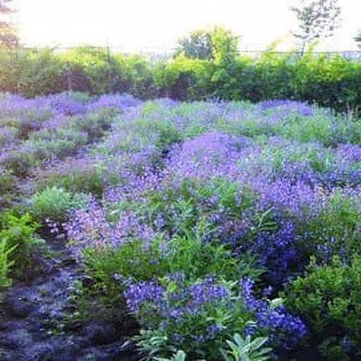 Spanish sage (Salvia officinalis subsp. lavandulifolia)